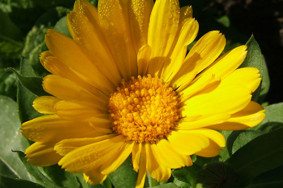 Ognjičevo mazilo Herbana