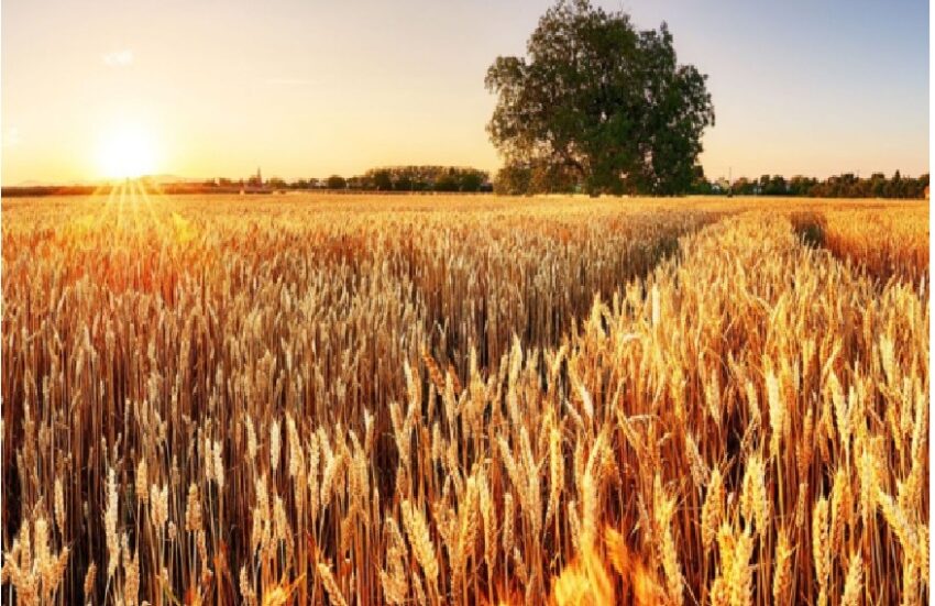 ekološko kmetovanje